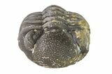 Bargain, Wide, Partially Enrolled Morocops Trilobite - Morocco #157106-1